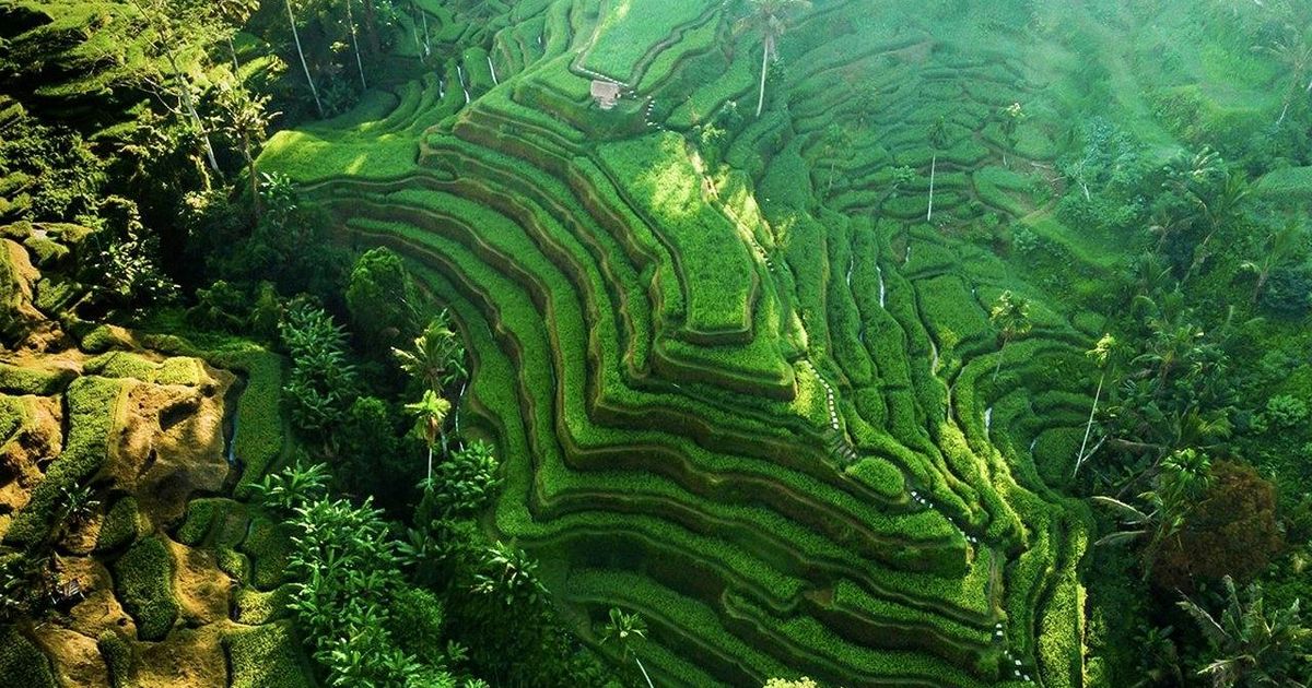 Kanto Lampo Waterfall and Tegalalang rice terraces private tour - Tinggly