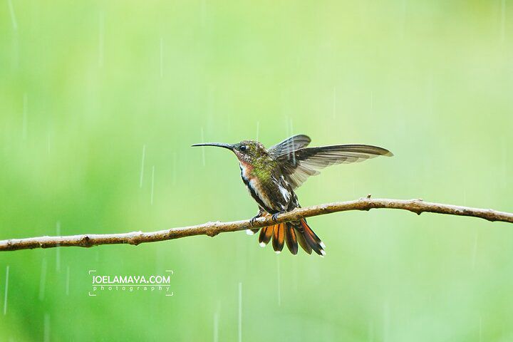 Birding Roatan Roatan Birdwatching and Nature Adventure - Tinggly