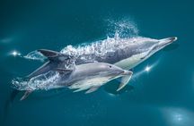 Swimming with Dolphins in New Zealand