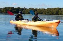 Dolphin Kayaking Adventure Tour in Australia
