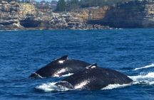 Whale Watching and Sydney Harbour Lunch Cruise