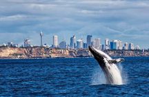 Whale Watching and Sydney Harbour Lunch Cruise