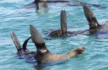 Dolphin and Seal Swim Tour in Australia