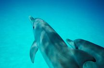 Dolphin and Seal Swim Tour in Australia