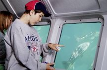 Undersea Expedition: Catalina Island Tour