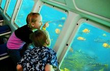 Undersea Expedition: Catalina Island Tour