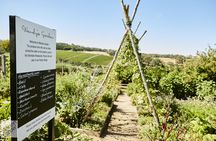 A Gourmet Indulgence at Montalto Winery