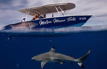 Ocean Wildlife Expedition; Swim With Whales, Sharks, & Rays Half-Day Boat Tour