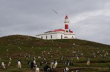 Magdalena Island boat tour from Punta Arenas