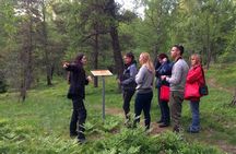 Evening wildlife safari with Swedish midsummer meal