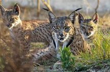 Doñana National Park 4x4 guided tour from Seville