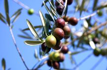 Olive oil farm tour from Seville