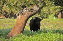 Bull-breeding farm guided half-day tour from Seville