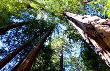 Redwoods and wine country escape from San Francisco