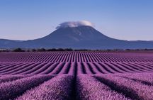 Lavender tour to Valensole from Marseille