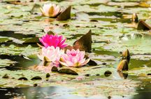 Half-day trip to Giverny from Paris