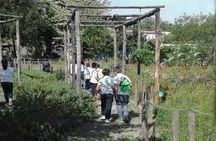 Vesuvius National Park tour with transportation