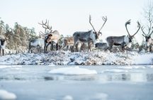 Day Trip to Ranua Zoo With Husky Farm and Reindeer Farm Visit