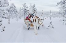 Forest trail reindeer safari