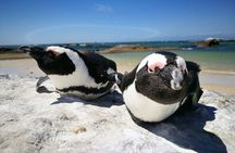 Cape Peninsula Full-Day Tour with Optional Penguin Colony Visit
