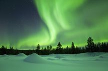 Night of reindeer and northern lights