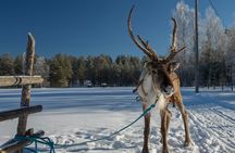 Reindeer farm experience
