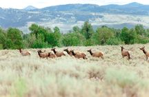 Yellowstone Lower Loop full-day tour