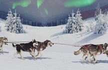 Snowmobiles and huskies in Lapland