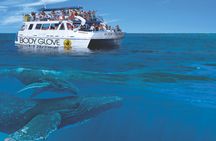 Whale watching excursion from Kona