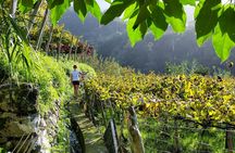 Madeira day-trip wine tour from Funchal