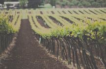 Temecula wine tour
