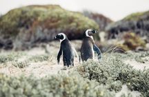 Full-Day best of the Cape, Cape of Good Hope and Stellenbosch Tour