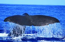 H2o Madeira - whale and dolphin watching tour