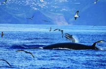 H2o Madeira - whale and dolphin watching tour