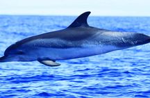H2o Madeira - whale and dolphin watching tour