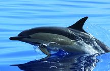 H2o Madeira - whale and dolphin watching tour