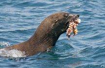 Marine Wildlife Boat Cruise with Transfer from Cape Town