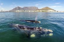 Marine Wildlife Boat Cruise with Transfer from Cape Town