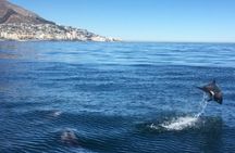Marine Wildlife Boat Cruise with Transfer from Cape Town