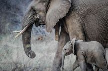 Aquila Private Game Reserve Safari Experience from Cape Town