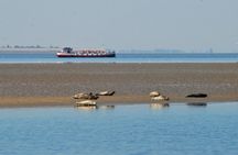 Half-day seal tour from Amsterdam