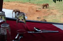 Two-day wildlife safari from Mombasa with stay at Salt Lick Lodge