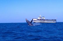 Guaranteed Whale Watching in San Diego