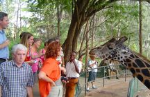Mombasa full-day city tour and Haller Park