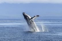 Hermanus Whale Route Tour from Cape Town