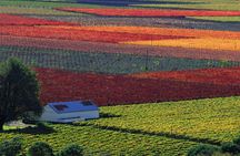 Cape Winelands Half-Day Tour from Cape Town