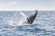 Hermanus Whale Route Tour from Cape Town