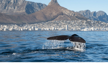 Marine Wildlife Boat Cruise with Transfer from Cape Town