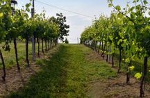 Colli Bolognesi private wine experience