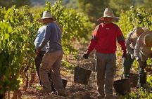 El Penedès hike and wines